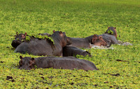 Selous