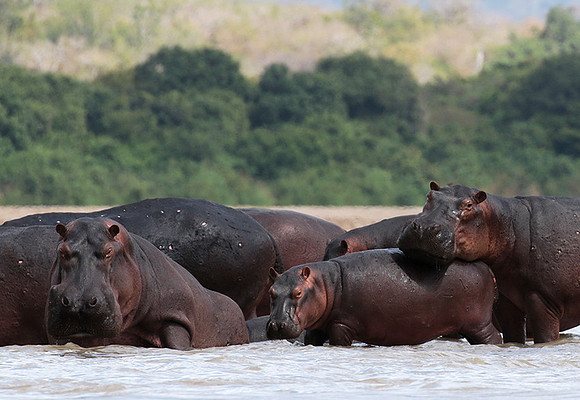 Selous