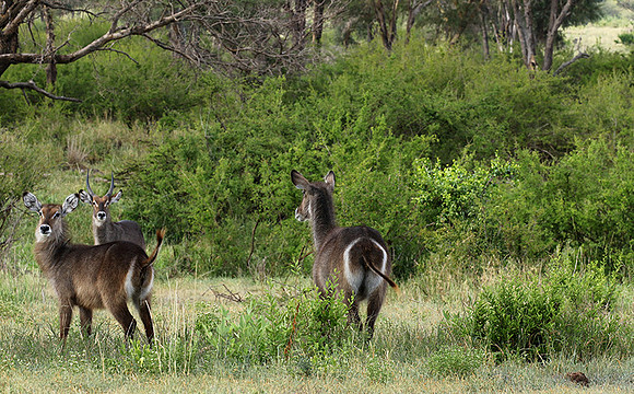Tarangire NP