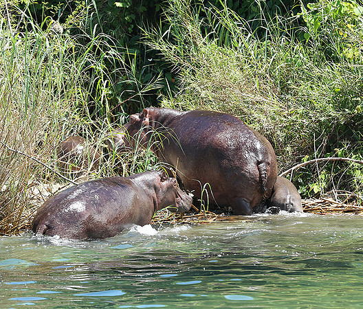 Mahale National Park