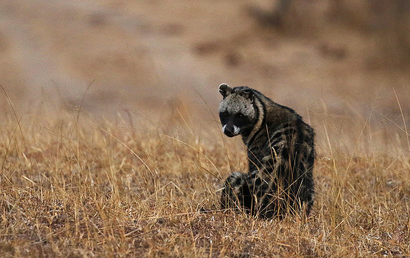 Selous