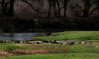 Ruaha NP