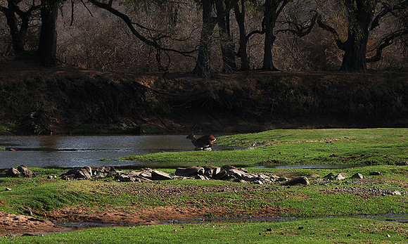 Ruaha NP