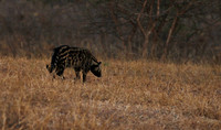 Selous