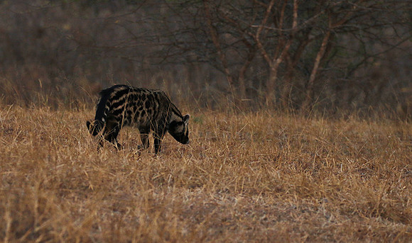 Selous