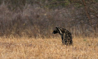 Selous