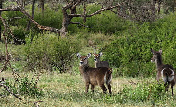 Tarangire NP