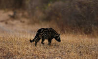 Selous