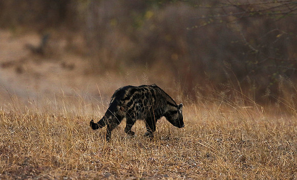Selous