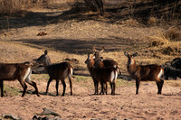 Ruaha NP