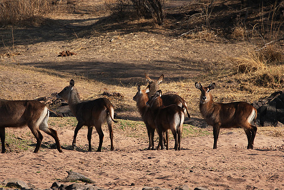 Ruaha NP
