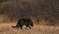 Selous