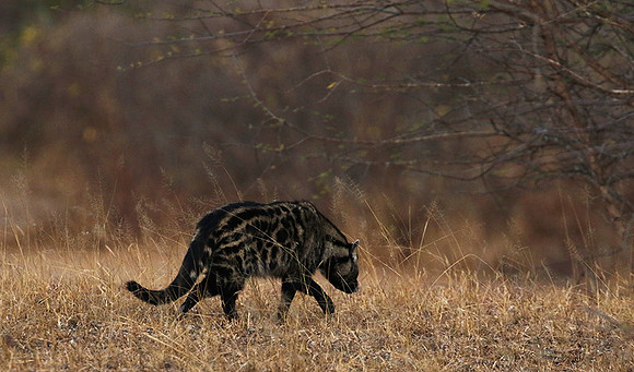 Selous