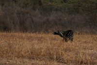 Selous
