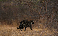 Selous
