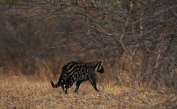 Selous
