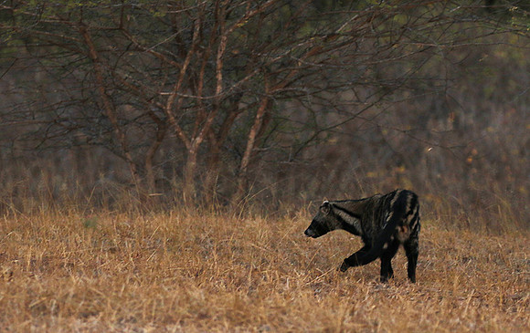 Selous