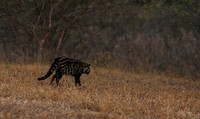 Selous