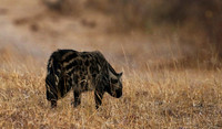 Selous