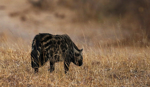 Selous
