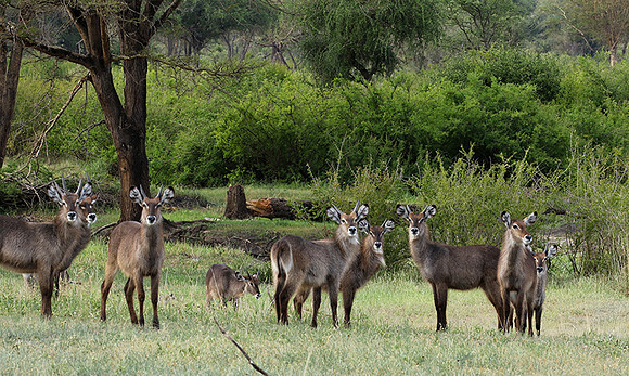 Tarangire NP