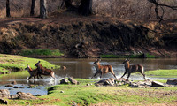 Ruaha NP
