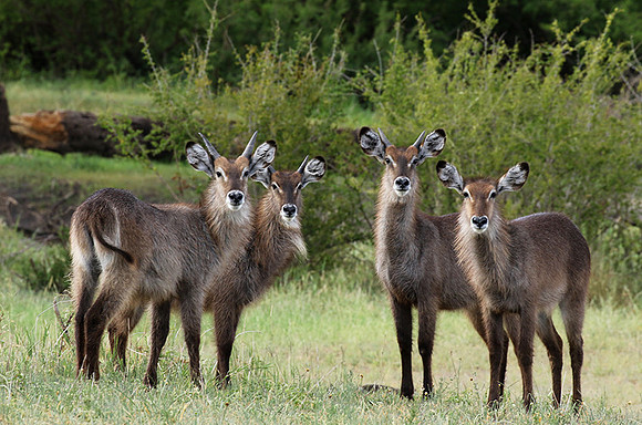 Tarangire NP