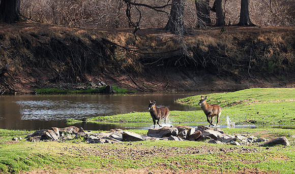 Ruaha NP