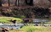 Ruaha NP