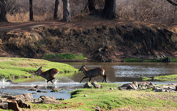 Ruaha NP
