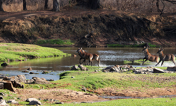 Ruaha NP