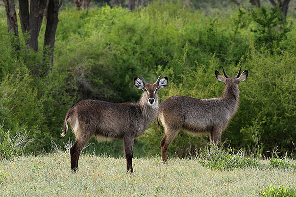 Tarangire NP