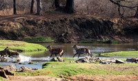Ruaha NP