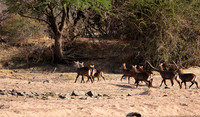 Ruaha NP