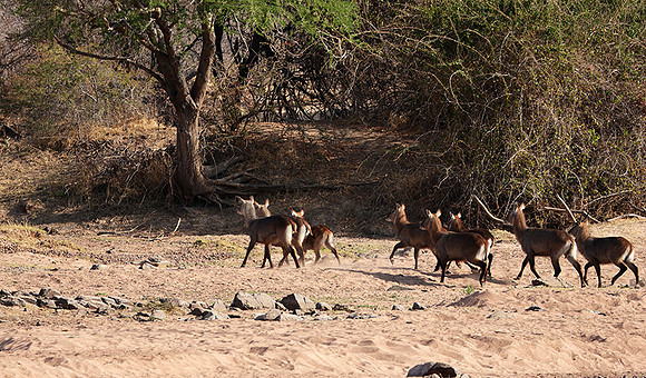 Ruaha NP