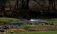 Ruaha NP