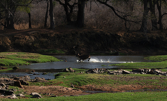 Ruaha NP