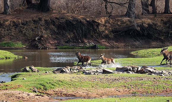 Ruaha NP