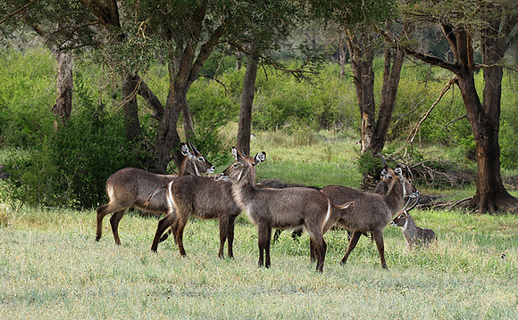 Tarangire NP