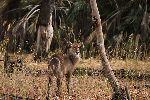 Common waterbuck - Selous