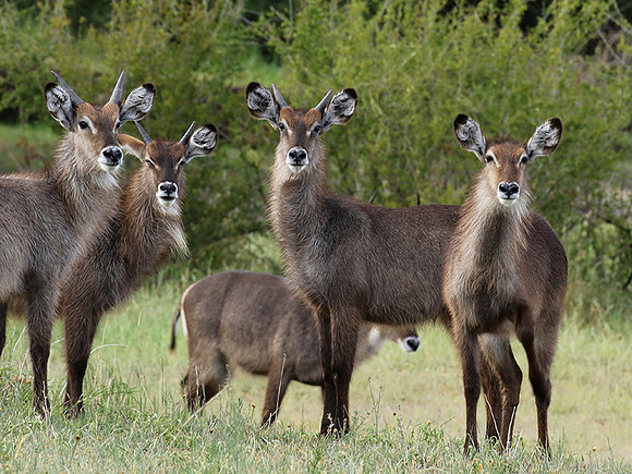 Tarangire NP