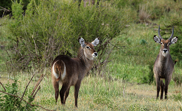 Tarangire NP
