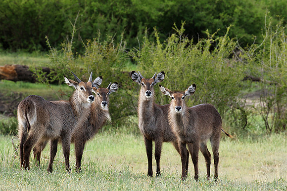 Tarangire NP