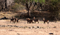 Ruaha NP