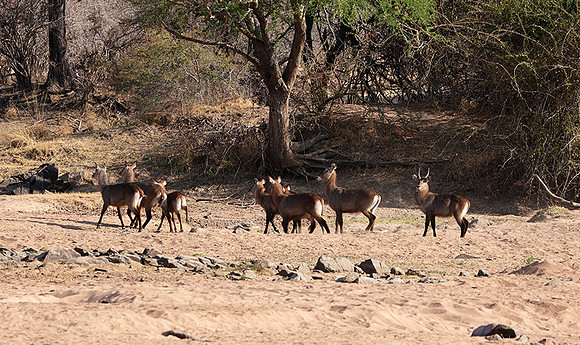 Ruaha NP