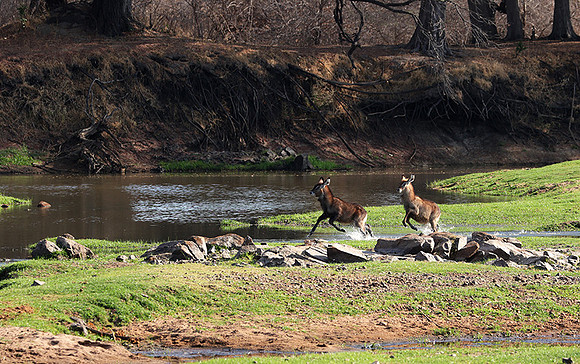 Ruaha NP