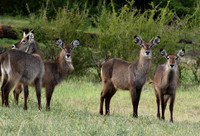 Waterbucks