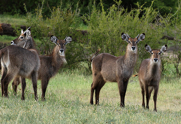 Tarangire NP