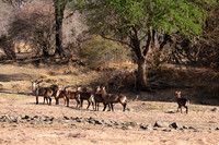 Ruaha NP