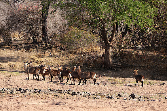 Ruaha NP
